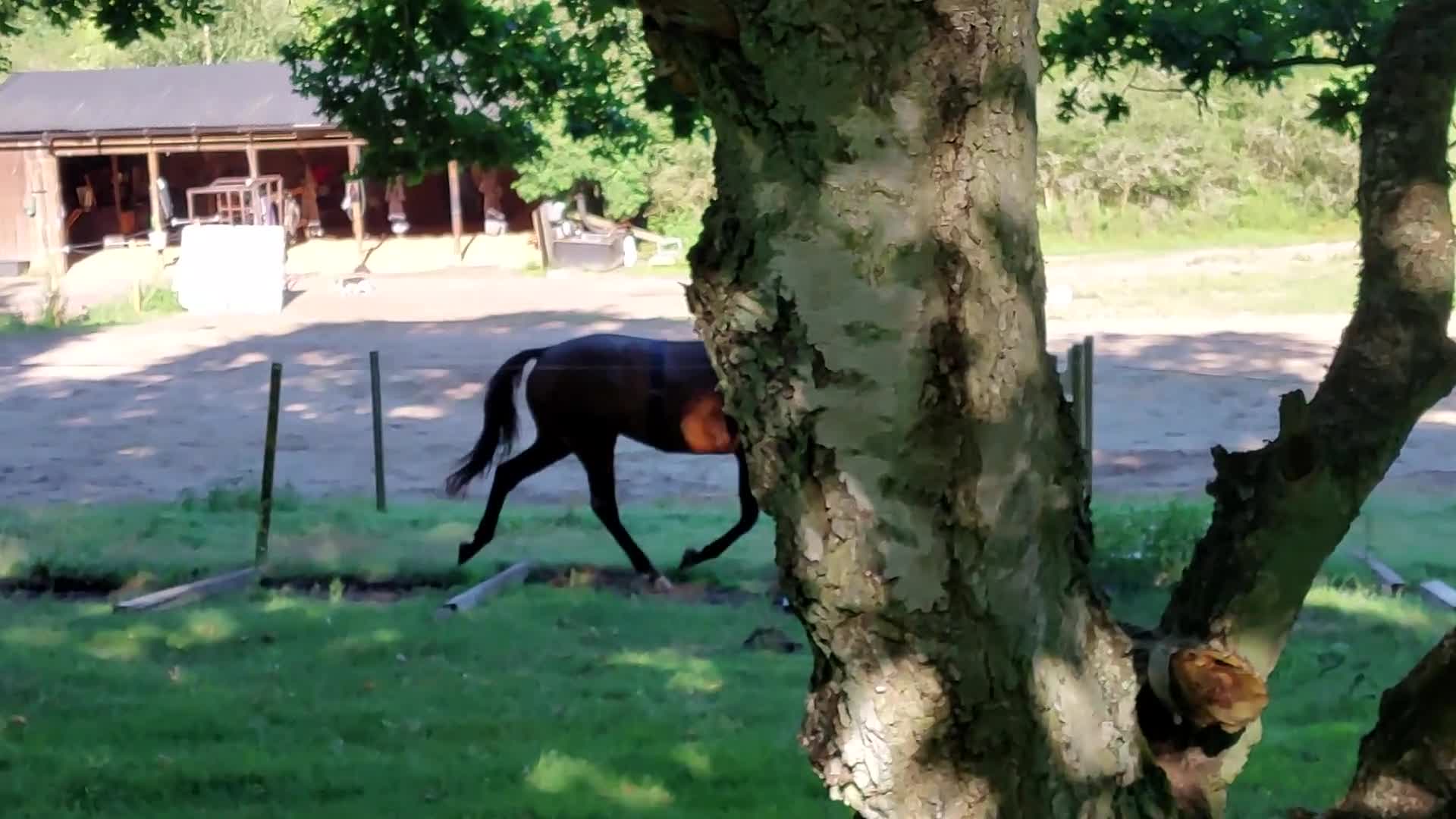 Dressyr hästar till salu: Flott dressyrsto - Video 3