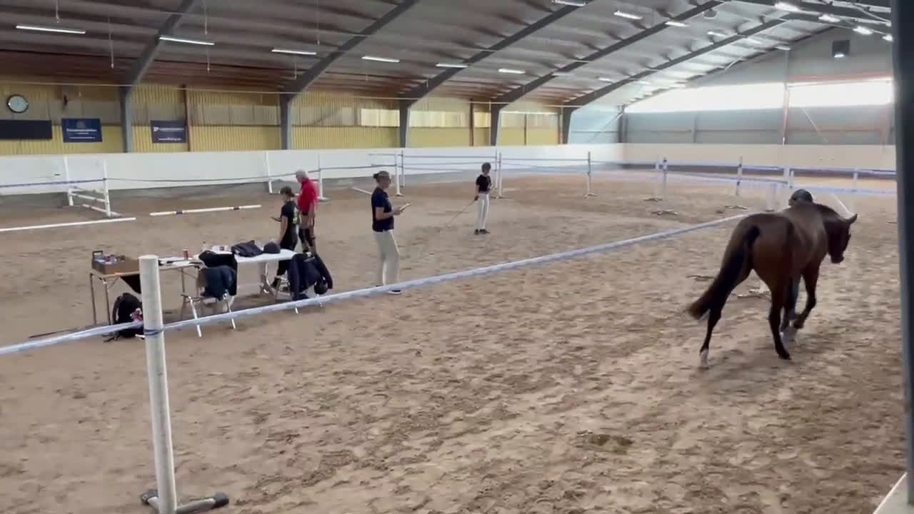 Hoppning hästar till salu: Diplomsto för toppsporten, besiktad+röntgad. i Tollarp - Video 1