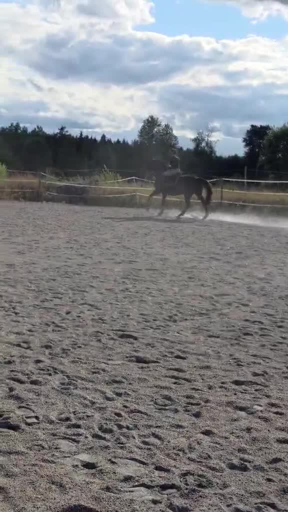 Hoppning hästar till salu: Flott sto med toppstam! - Video 3