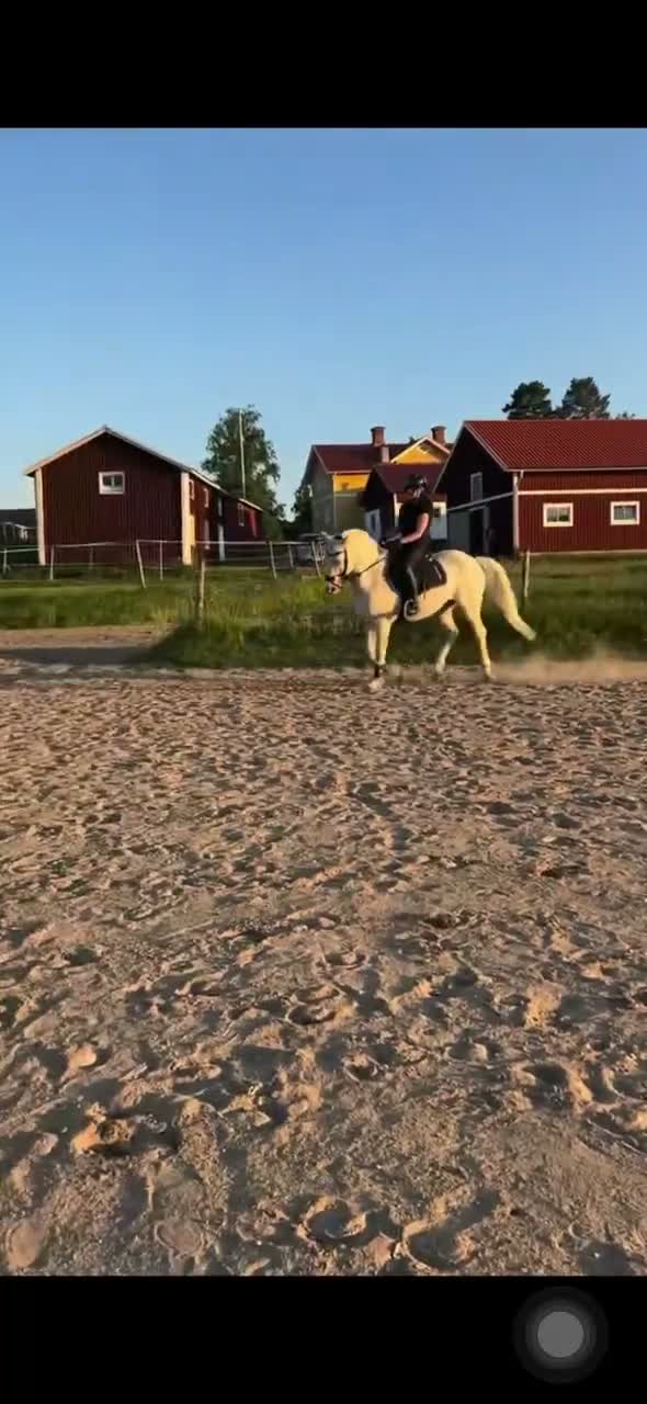 Allround hästar till salu: Fantastisk maxad D-ponny! - Video 2