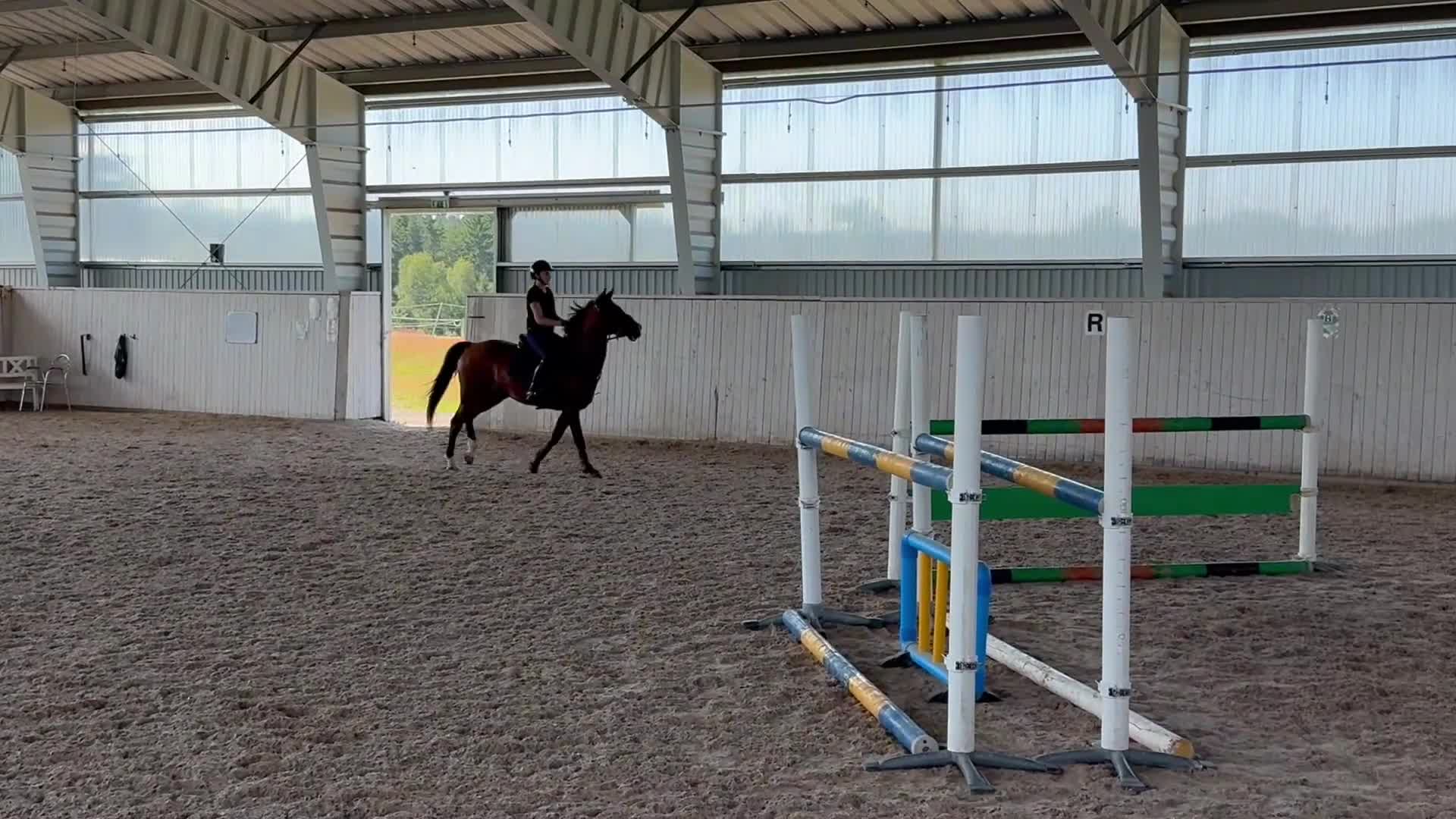 Fälttävlan hästar till salu: Fin fälttävlansponny för mästerskap  - Video 1