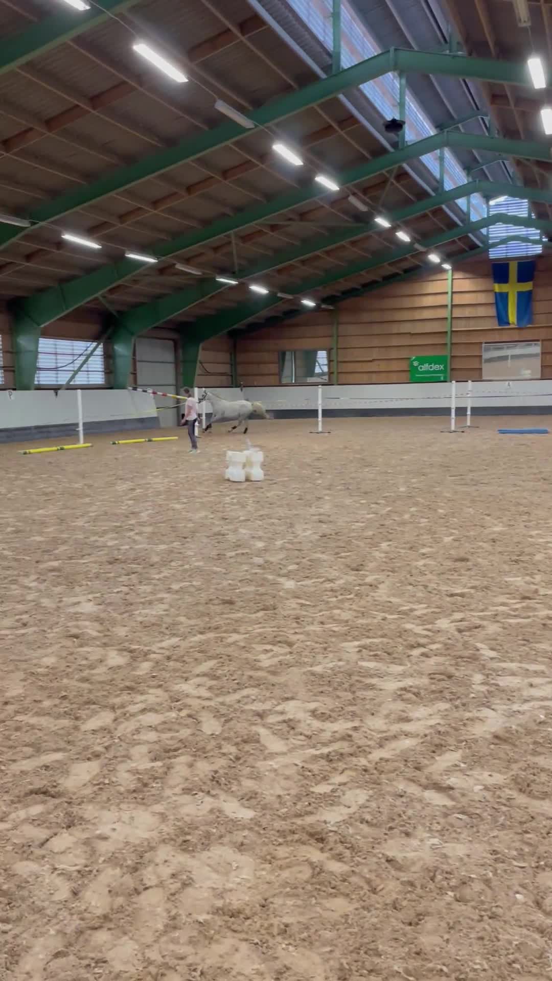 Allround hästar till salu: Samarbete/foder/säljas. i Kävlinge - Video 3