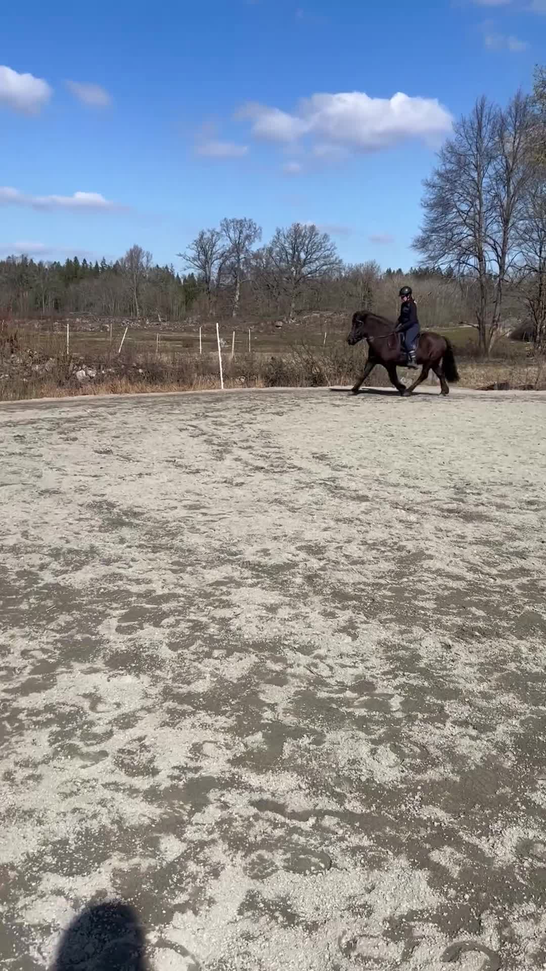 Island hästar till salu: Mycket rolig valack till träning o tävling  - Video 1