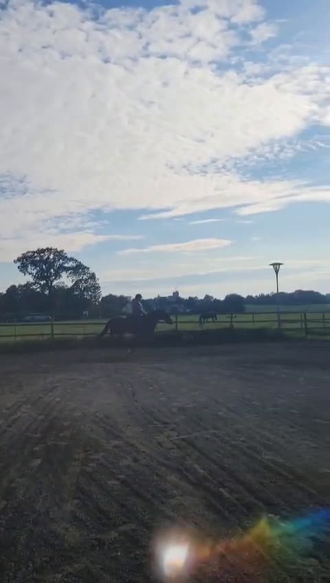 Allround hästar till salu: Snygg brud i lyxförpackning  i Svedala - Video 1