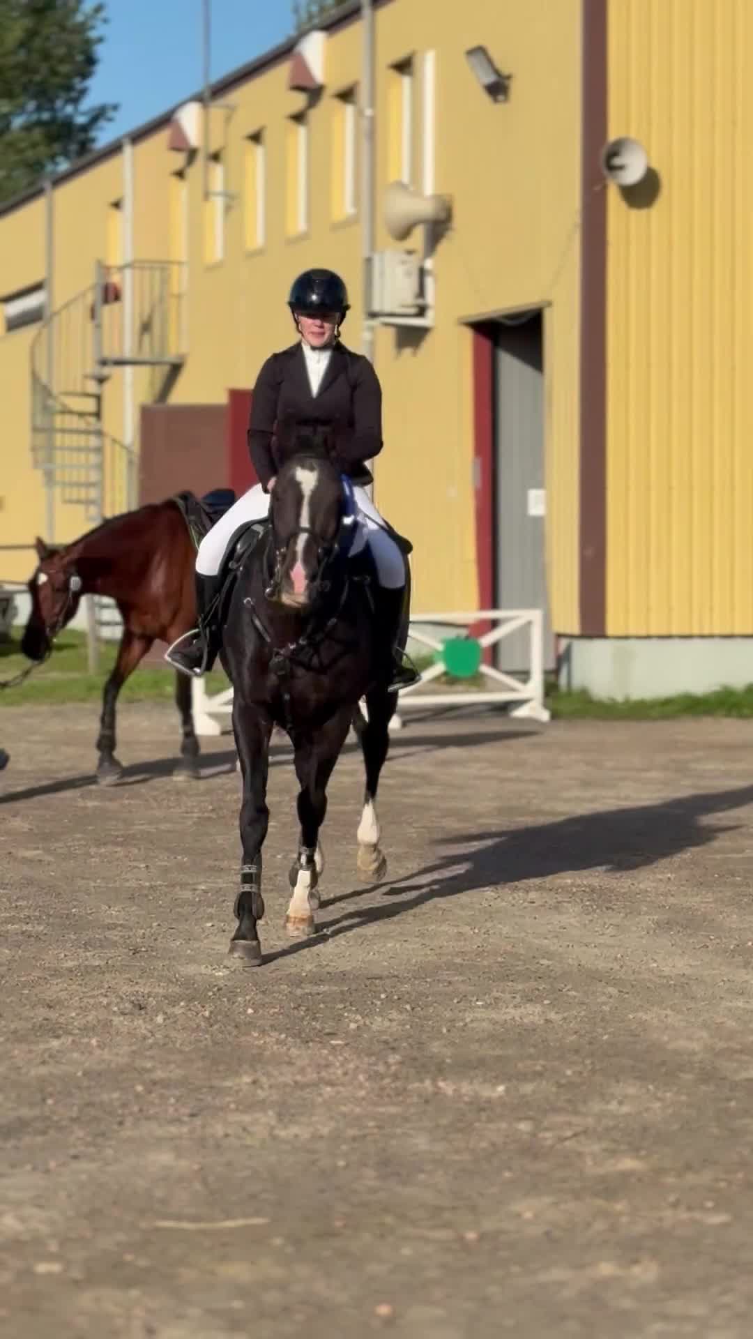  foderhäst finnes: Majsen söker Fodervärd! i Trelleborg - Video 2