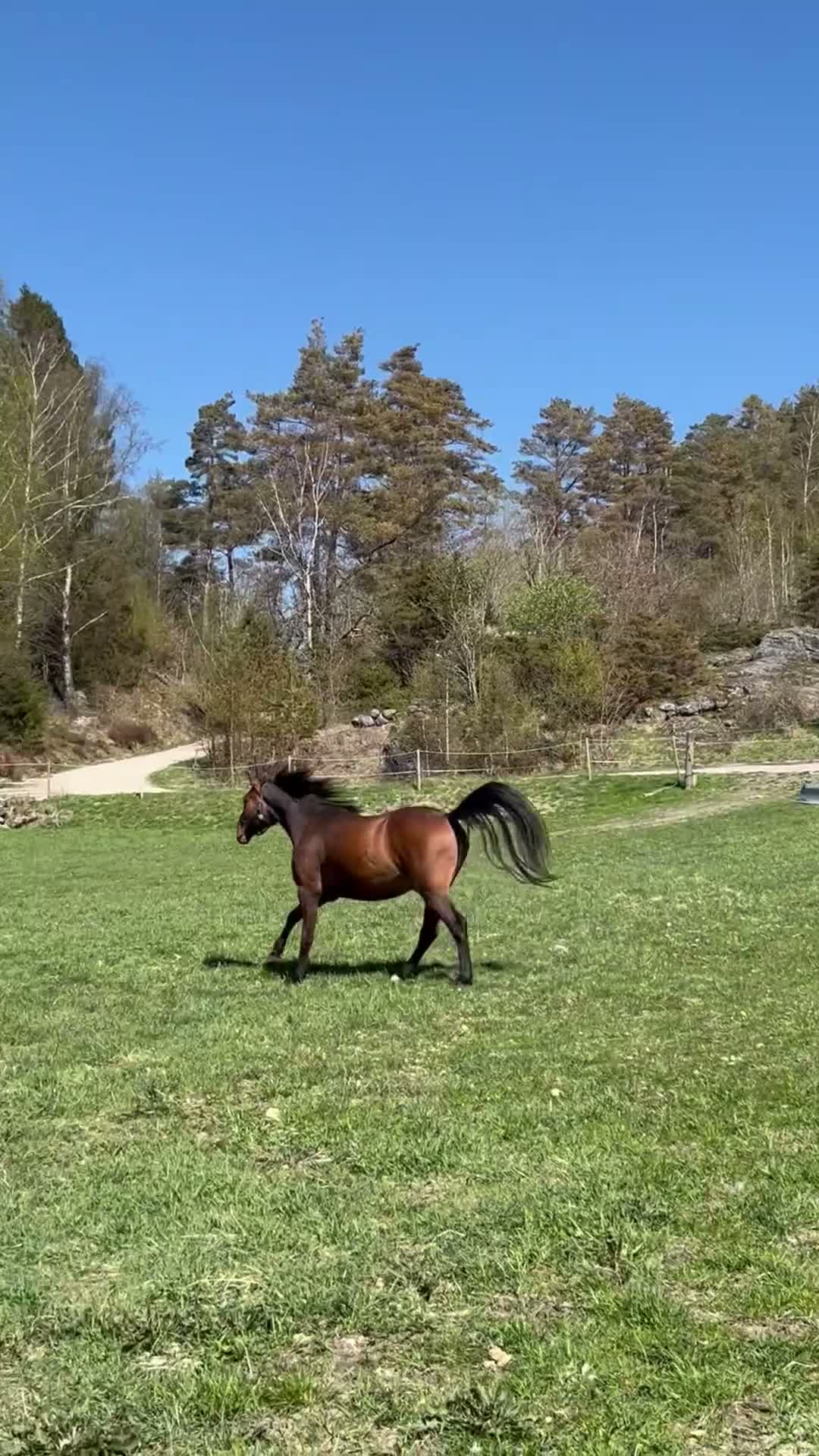 Allround hästar till salu: Mor och dotter häst - Video 2