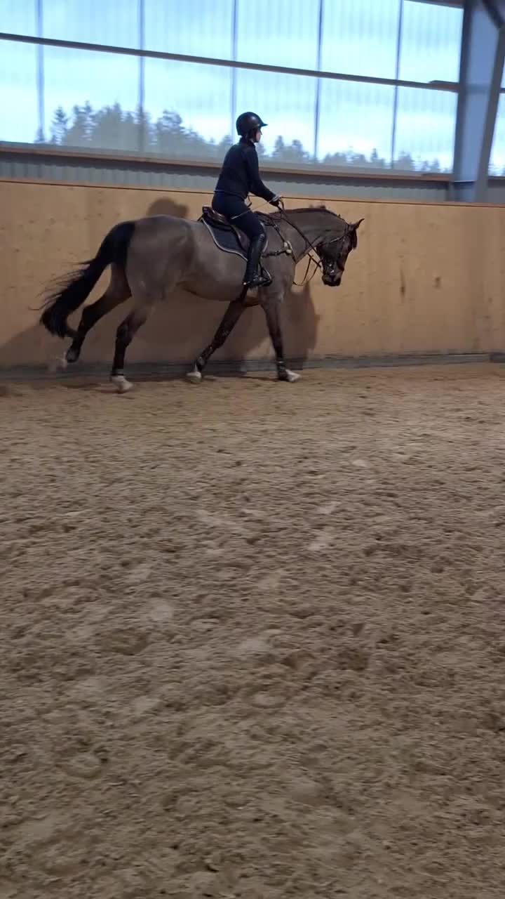 Hoppning hästar till salu: Välriden och trevlig valack  - Video 5