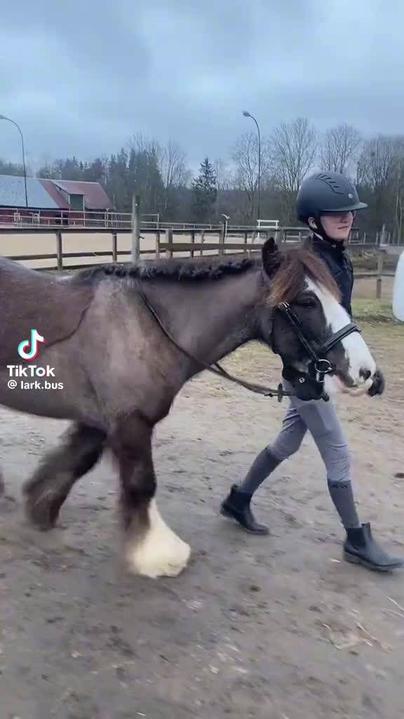 Allround hästar till salu: Bobby längtar efter ett egnet hem - Video 1