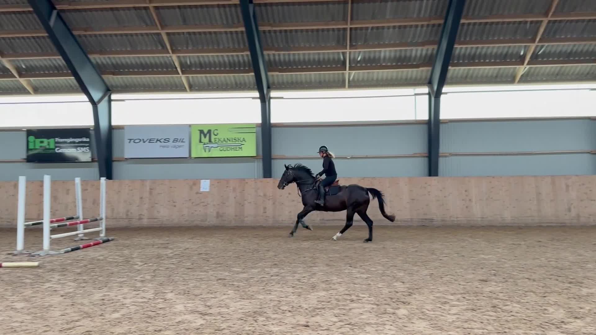 Hoppning hästar till salu: Lovande sto med mycket kapacitet - Video 1