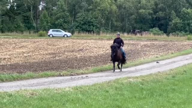 Island hästar till salu: Stor, viktbärande och social femgångare  - Video 1
