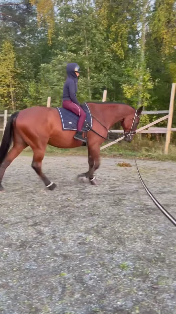 Dressyr hästar till salu: Säljer nu min bästa vän i Älvsbyn - Video 4