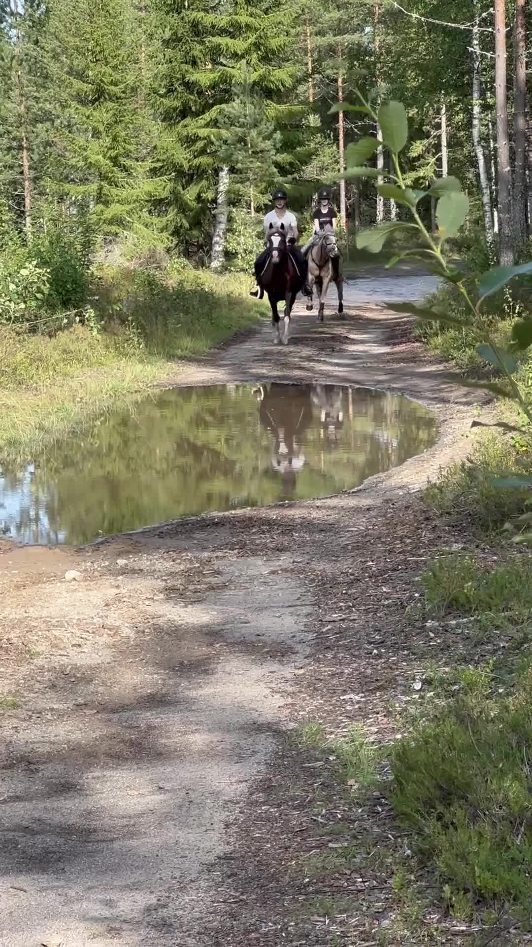 Dressyr hästar till salu: Vacker och uttrycksfull fei-ponny  - Video 2