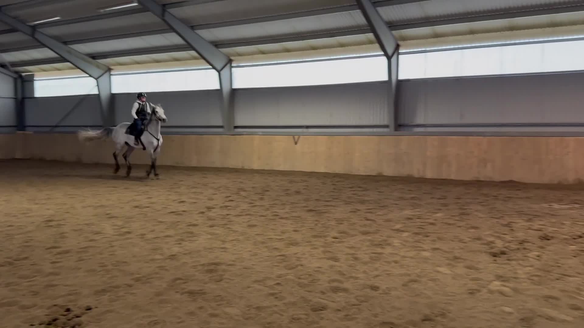 Hoppning hästar till salu: Talangfullt sto i Strömstad - Video 3
