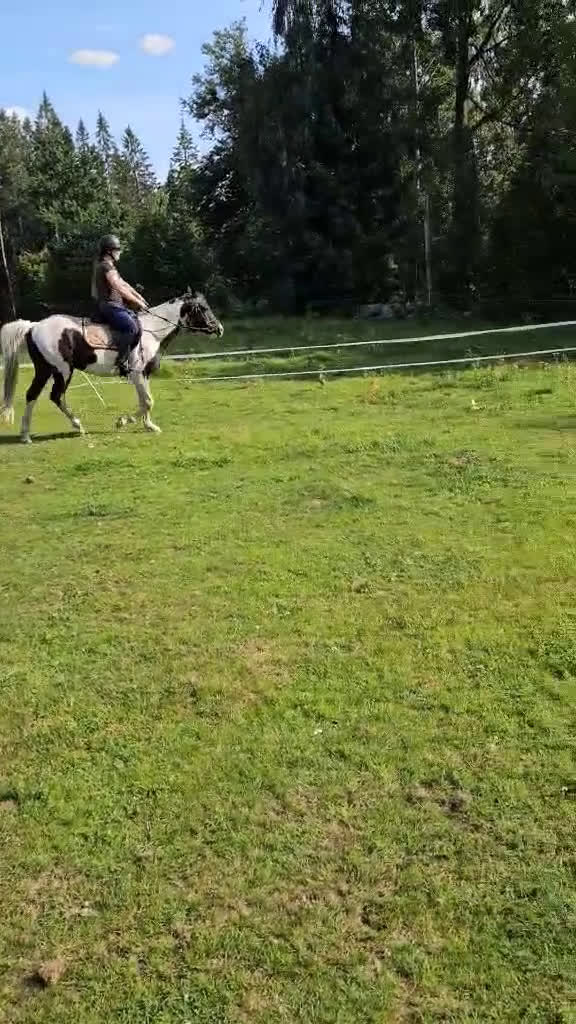  avel finnes: 98%arab skäck  - Video 1