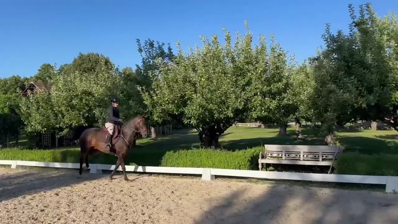 Hoppning hästar till salu: Pigg kvalitetsponny - passar som första ponny - Video 2