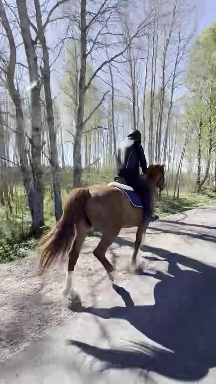 Allround hästar till salu: Game Changer 9 årig valack med stor potential - Video 1