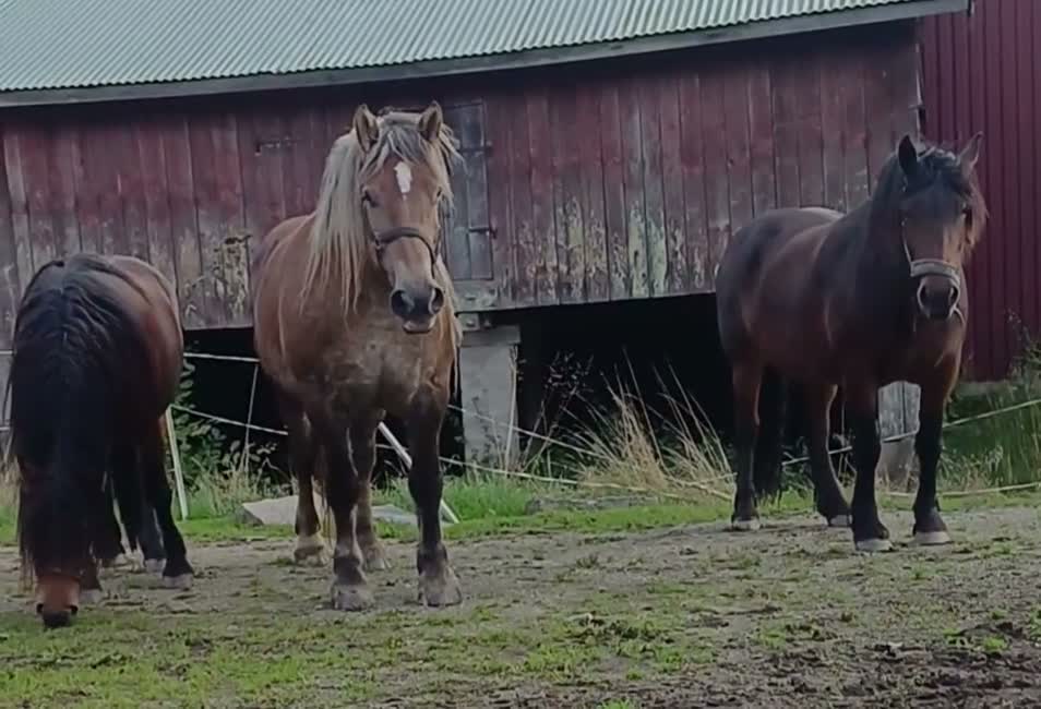 Allround hästar till salu: 9 årigt ardennersto i Uddevalla - Video 1