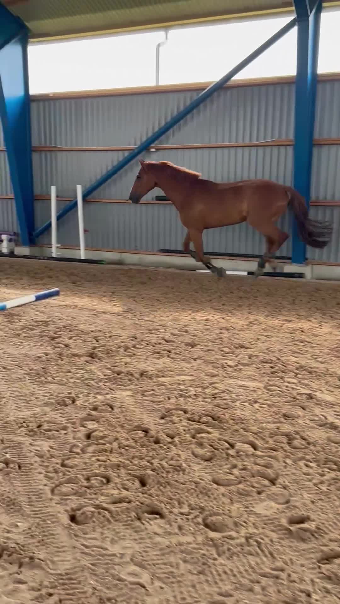 Hoppning hästar till salu: Tillfälle - Video 2