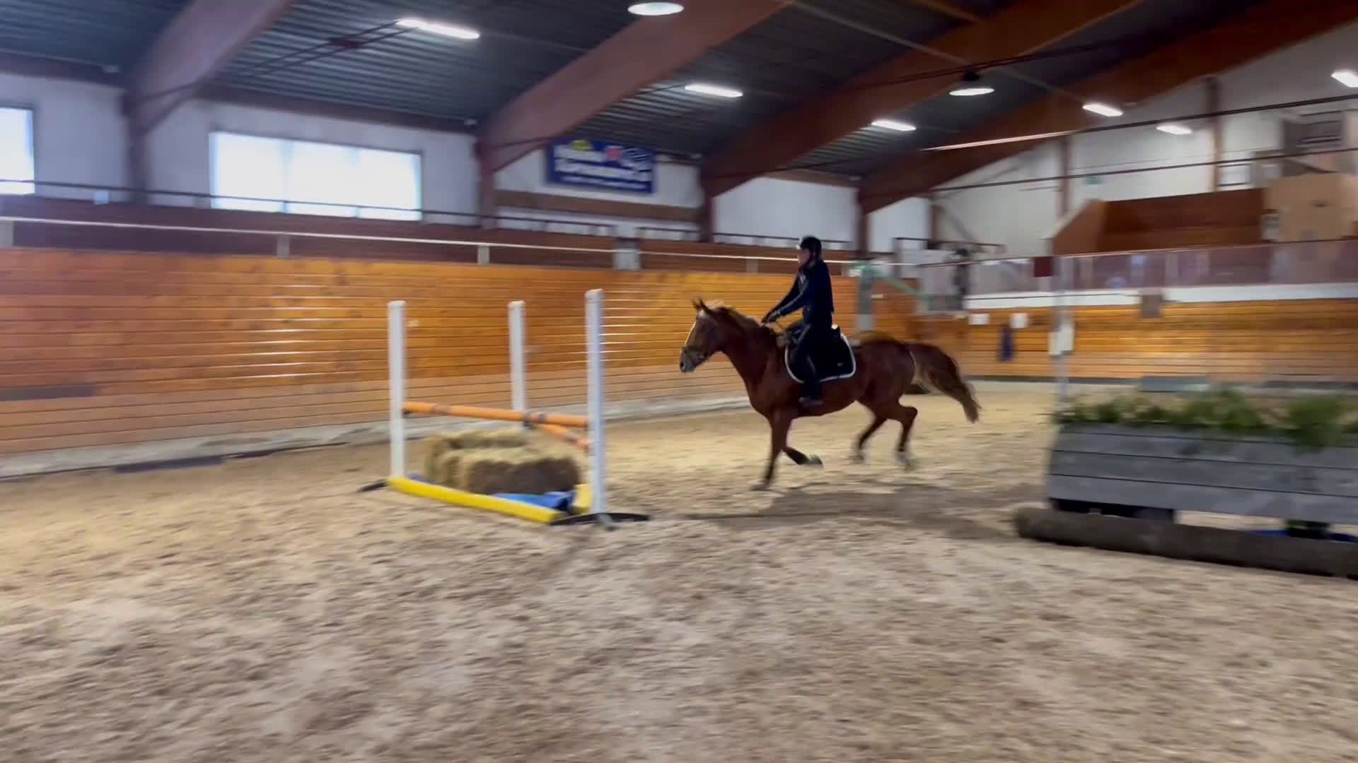 Hoppning hästar till salu: 🌟 Tävlingshäst med kapacitet – 11-årigt sto i Strömsholm - Video 3