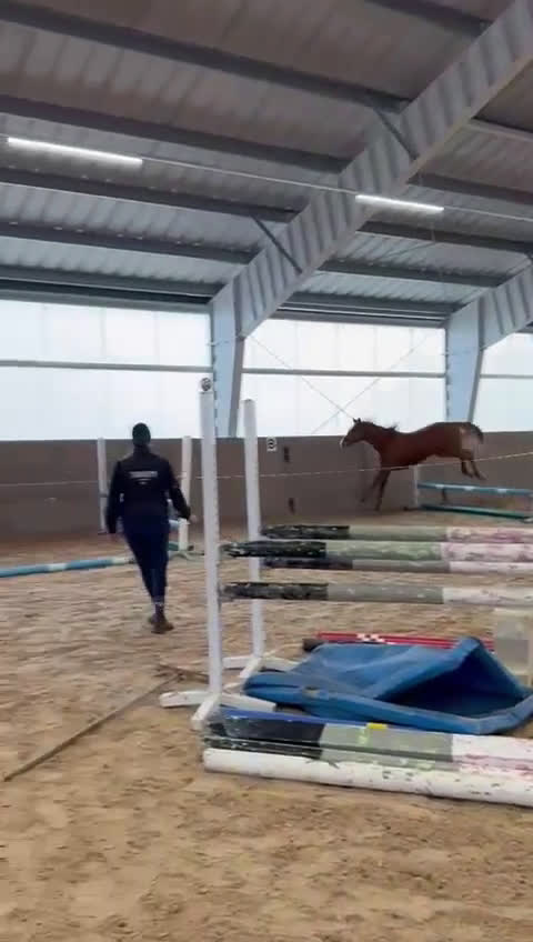 Hoppning hästar till salu: Arezzo VDL - Indoctro - Mr Blue - Video 2