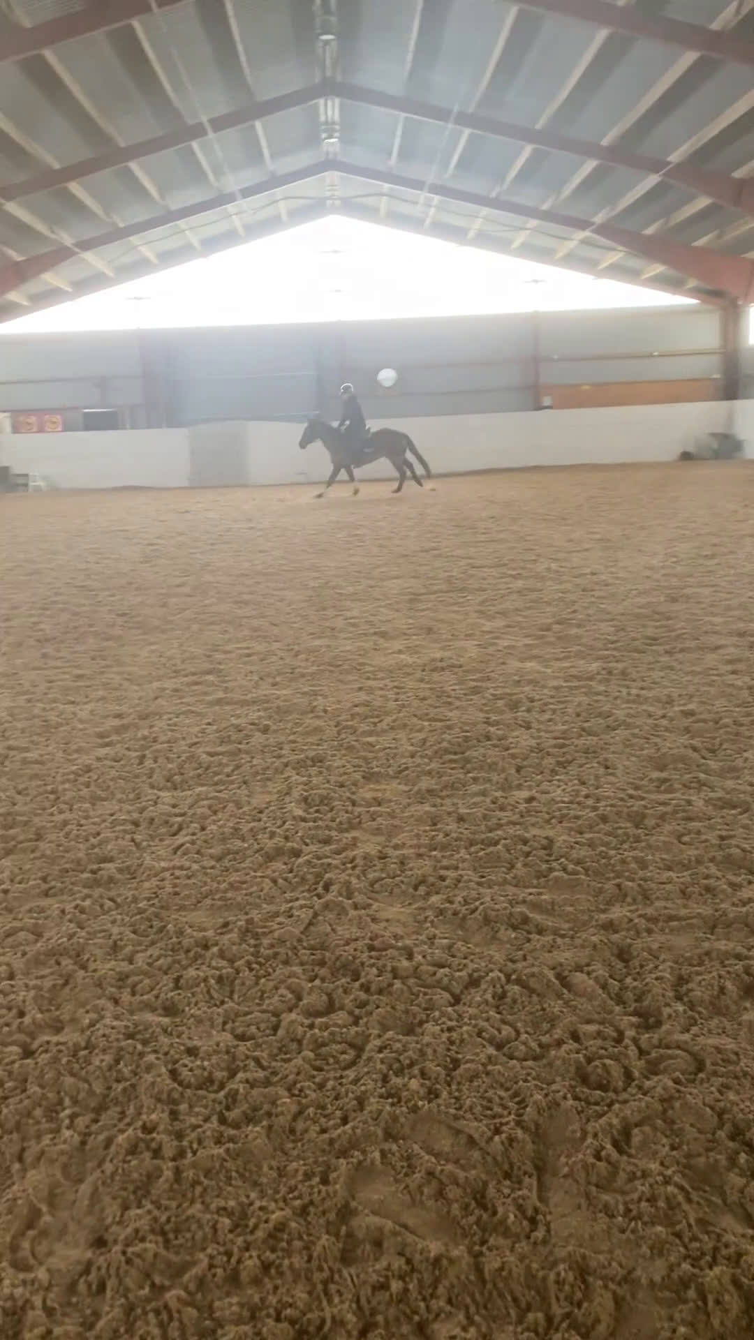 Hoppning hästar till salu: Hopponny med kapacitet för framtiden  - Video 4