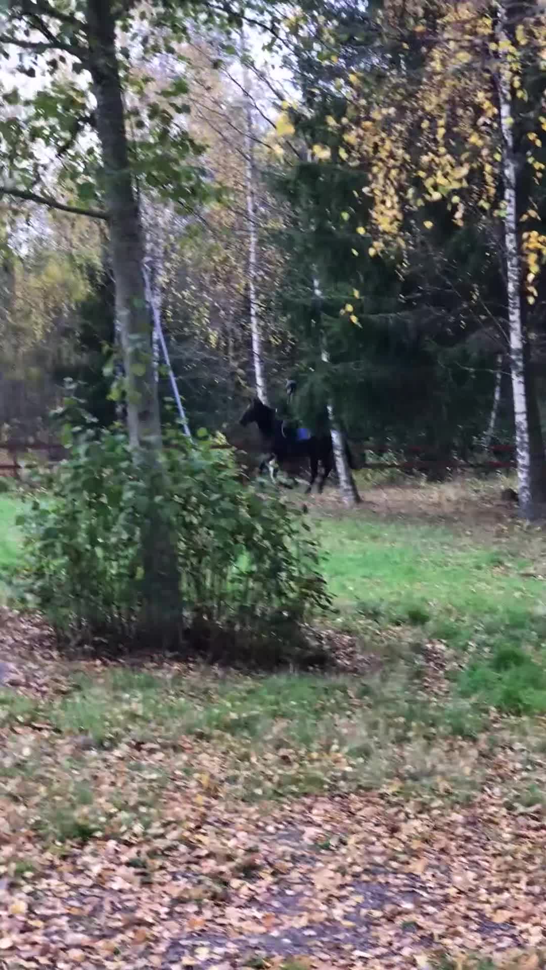 Allround hästar till salu: Fullblodsvalack i Karlstad - Video 2