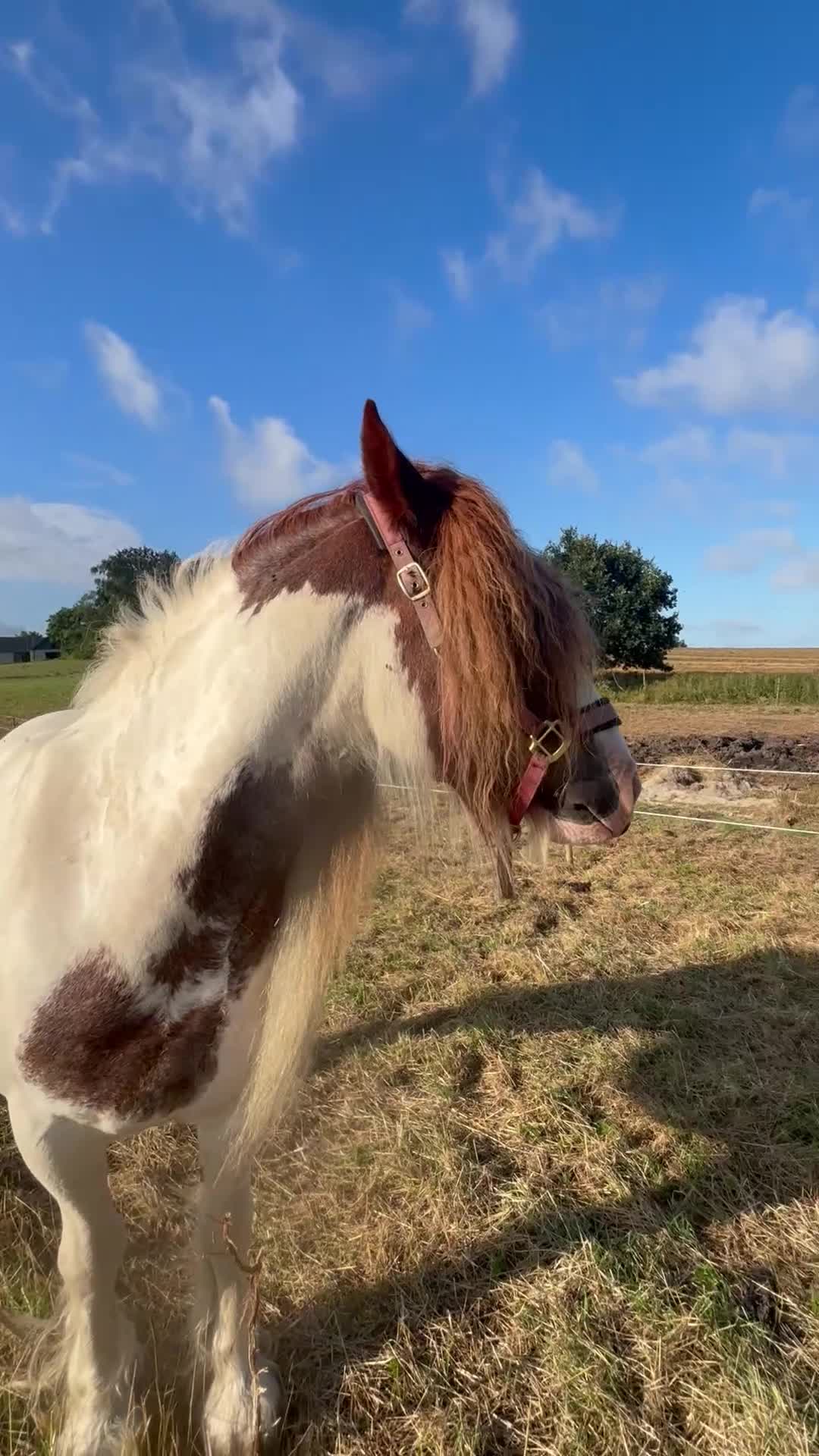 Allround hästar till salu: Trevligt irish cob till Avel/hobbyridning - Video 2