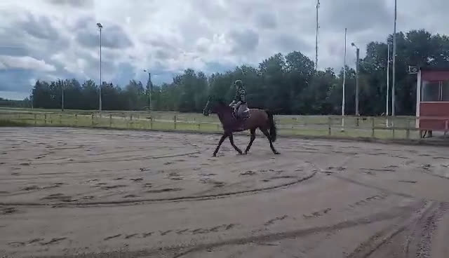 Hoppning hästar till salu: Femårigt hoppstammat sto i Jönåker - Video 2