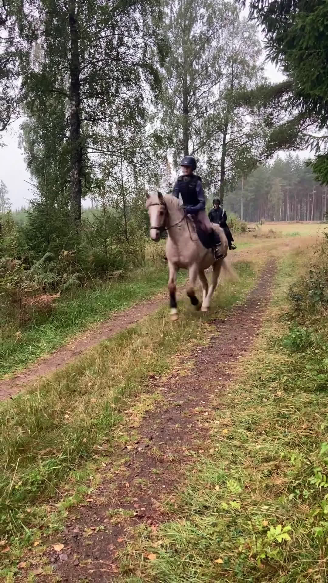 Körning hästar till salu: Härligt Familjeruss - Video 2