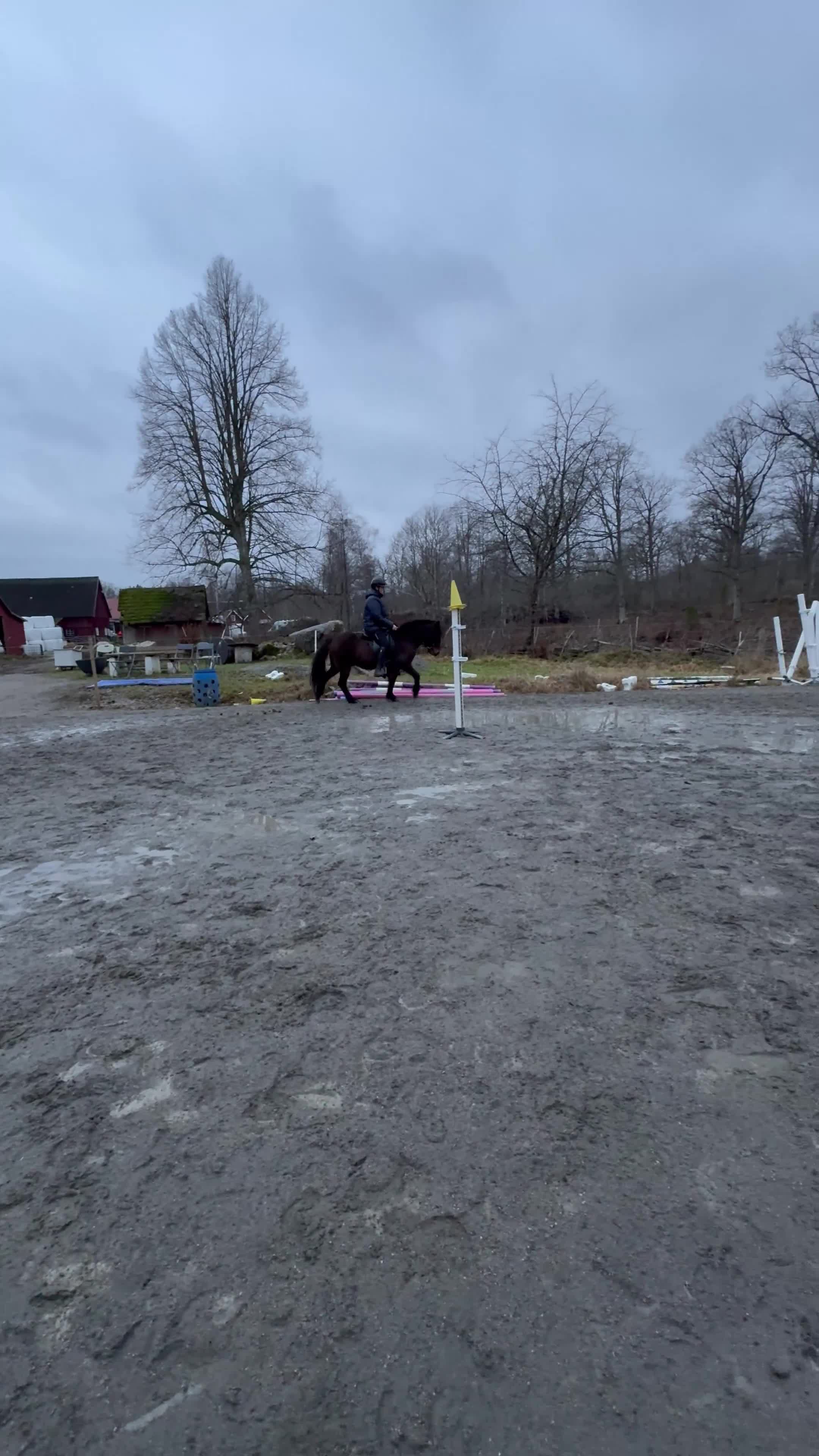 Island hästar till salu: Liten tuff valack - Video 3