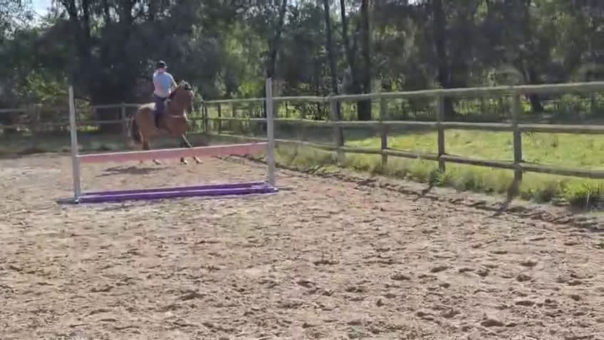 Fälttävlan hästar till salu: Unghäst för framtiden, röntgad. i Tollarp - Video 2