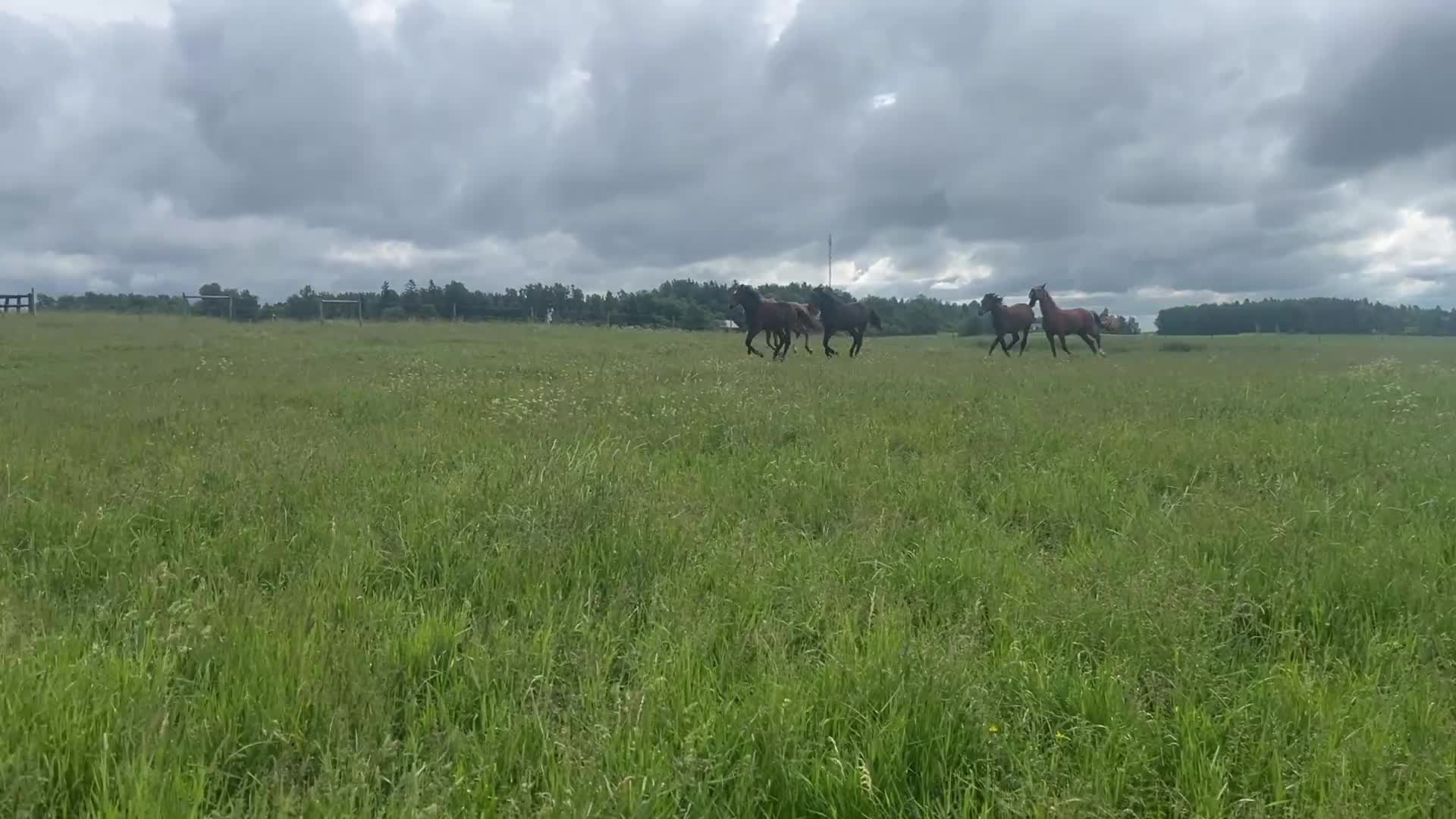 Trav hästar till salu: Toppstammad 1-årig hingst - Video 1