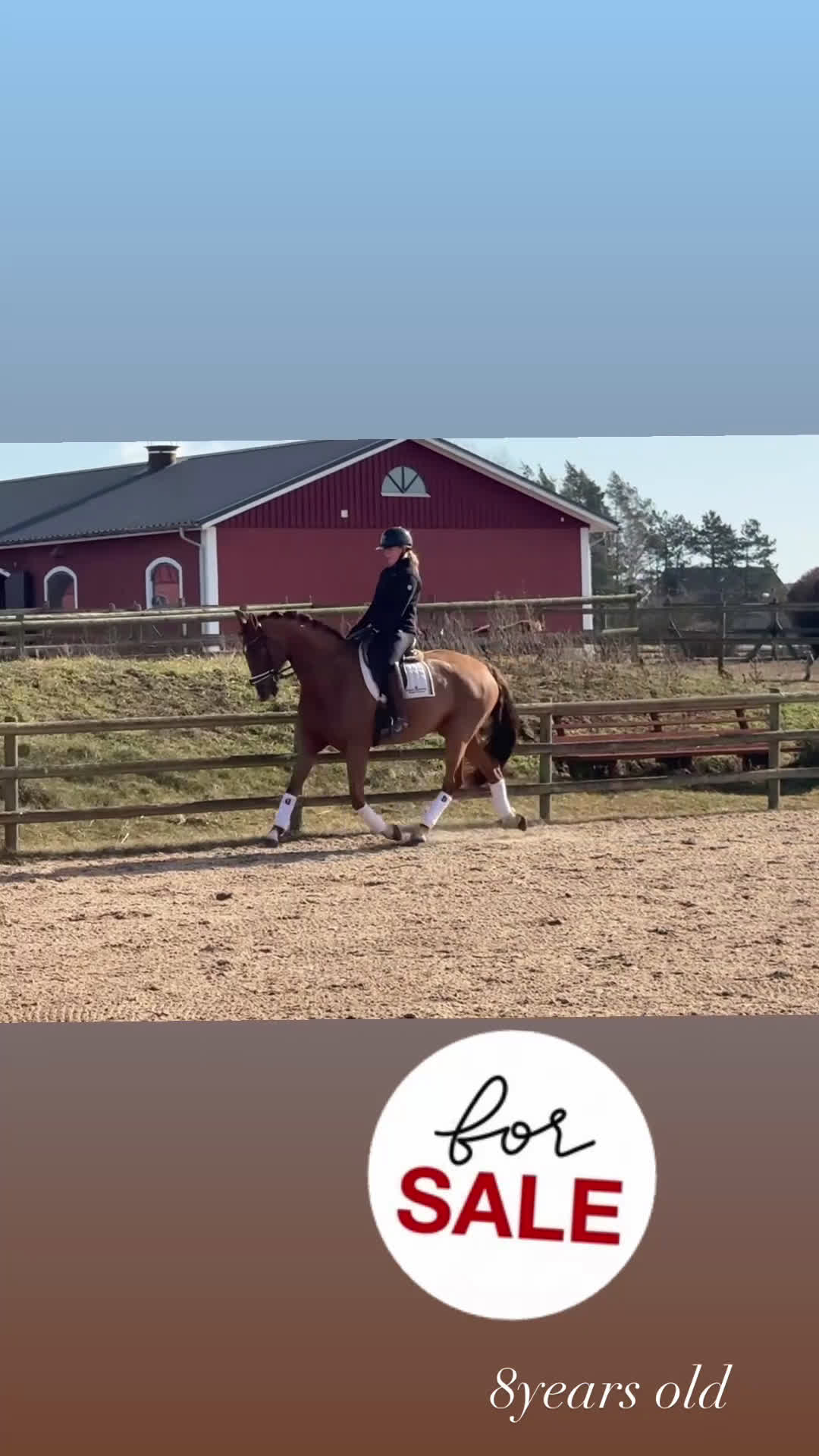 Dressyr hästar till salu: Framtidshäst med GP potential  - Video 1