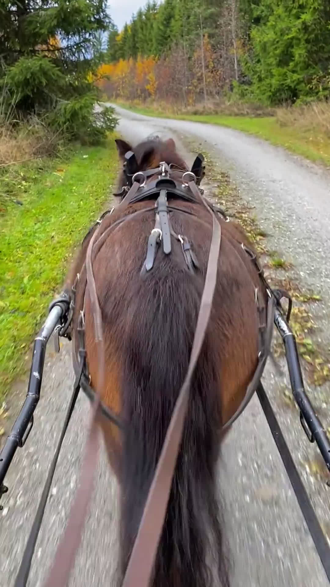 Allround hästar till salu: Shetlandsvalack  i Enköping - Video 1