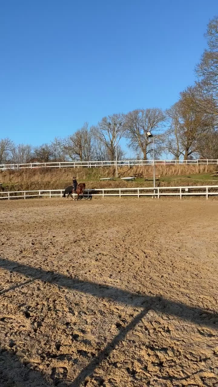 Hoppning hästar till salu: Ponyen du kan nå til de høje klasser med  - Video 3