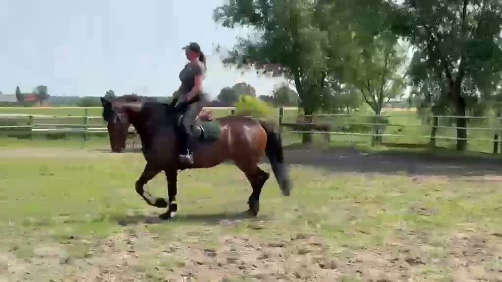 Allround hästar till salu: Top Quality and  Pleasant 8 yo mare-Salwinia  - Video 1