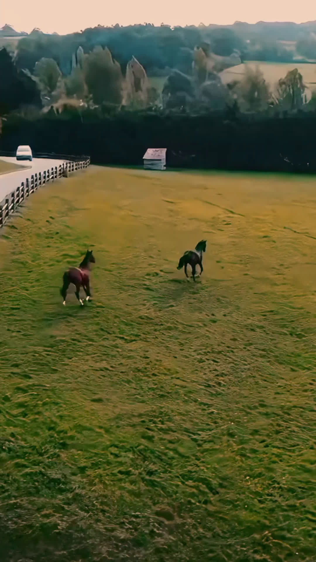 Hästtransporter  fordon & transport till salu: Oblic X -stor diagonallastad modell + sadelkammare - Video 1