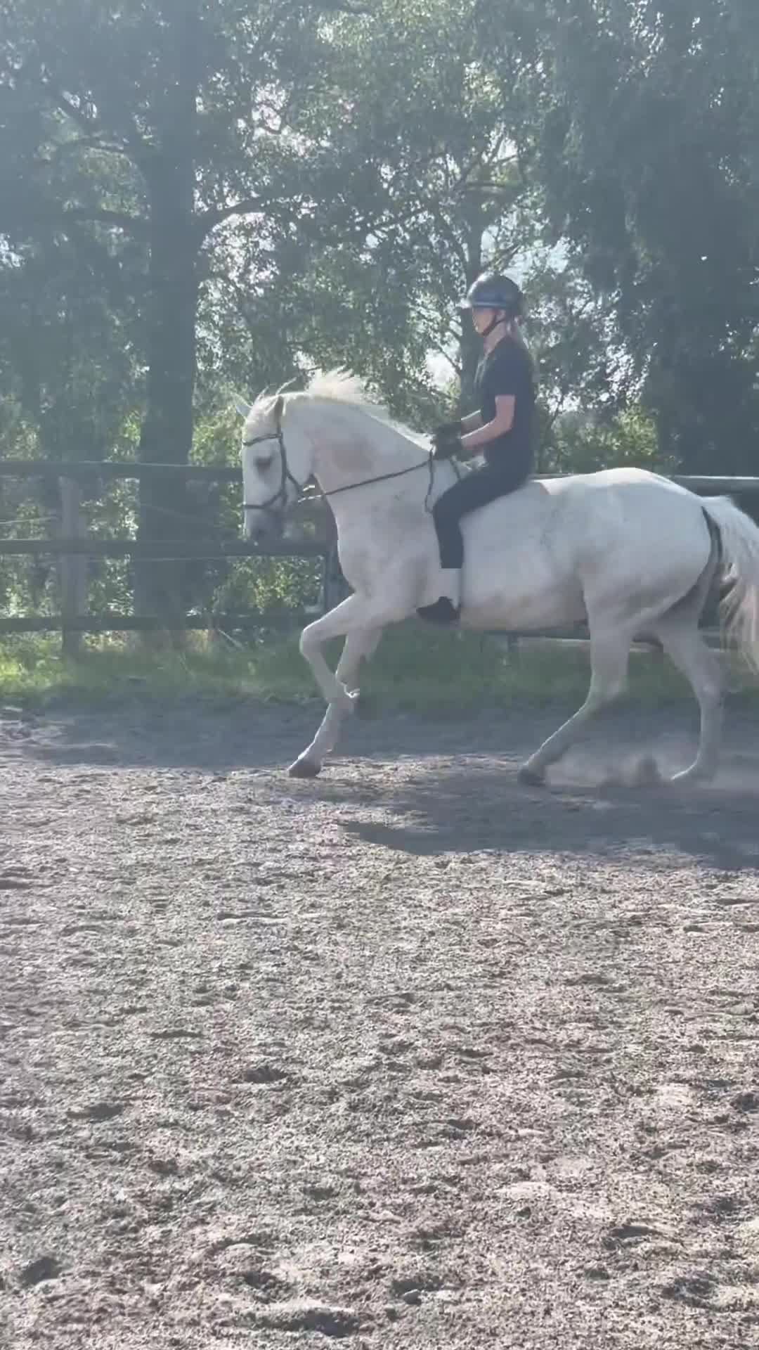 Dressyr hästar till salu: Läromästare och tävlingskompis 💕 - Video 2