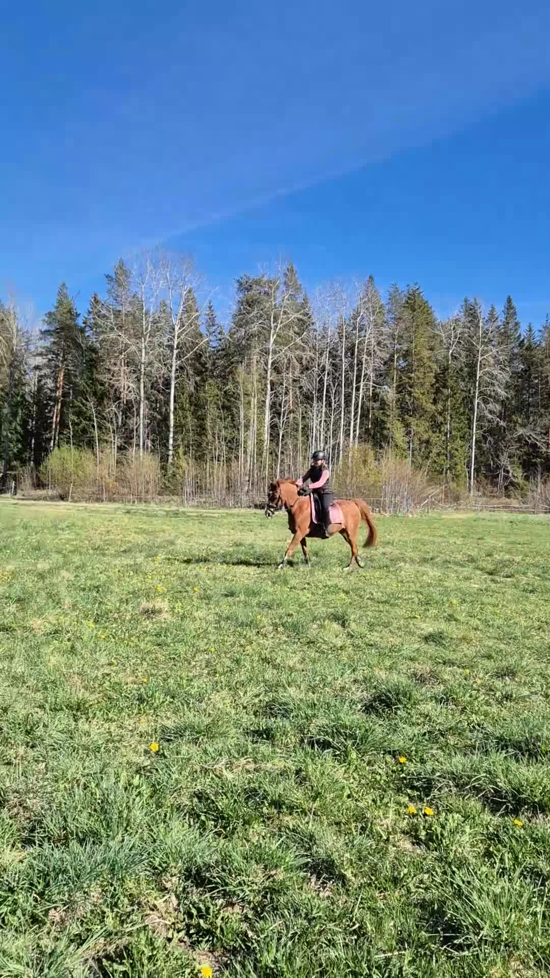 Allround hästar till salu: D-ponnyn Gunnar letar ny liten ryttare - Video 3