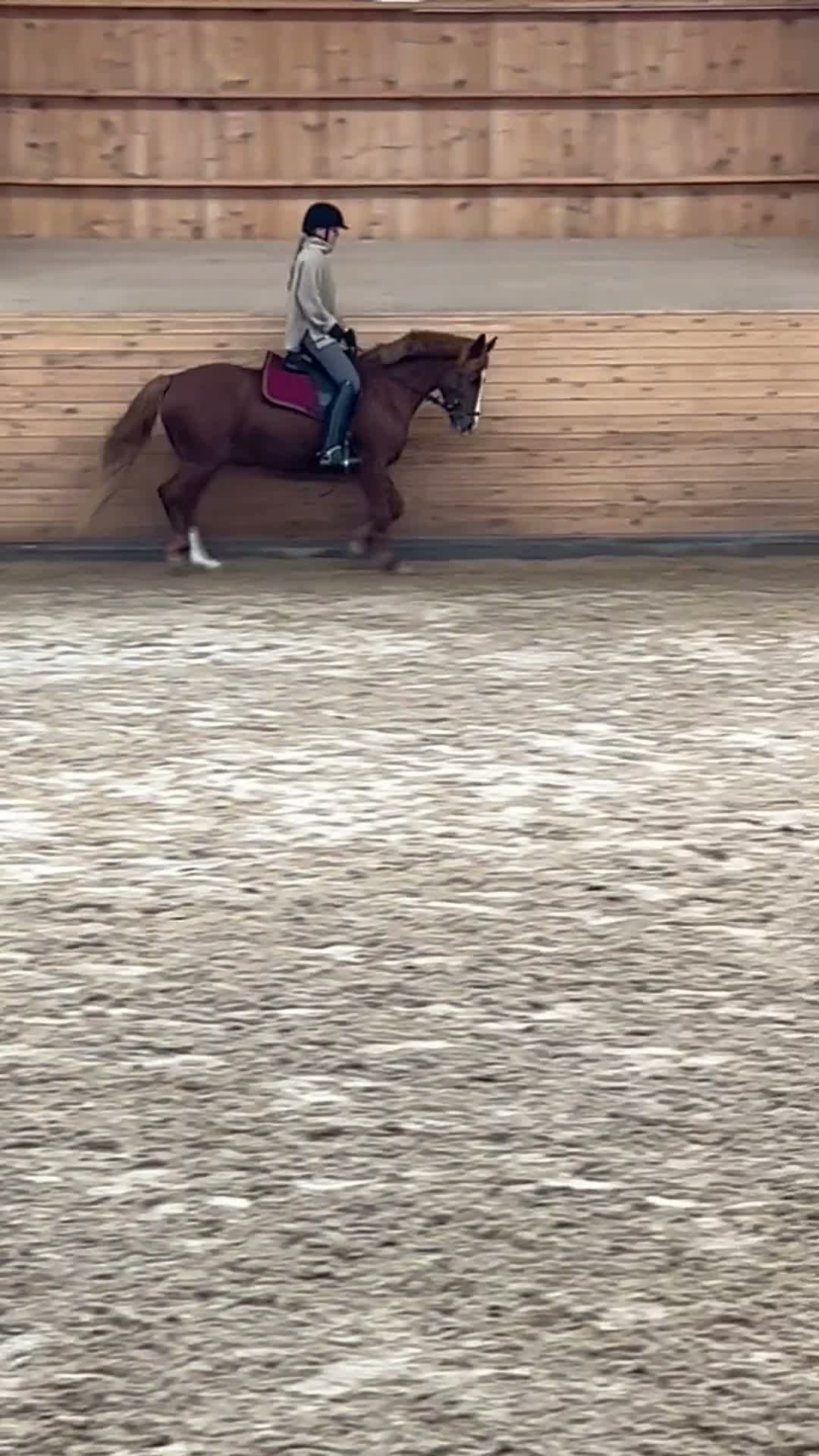 Allround hästar till salu: Trygg mor/dotter allroundponny i Vallentuna - Video 4