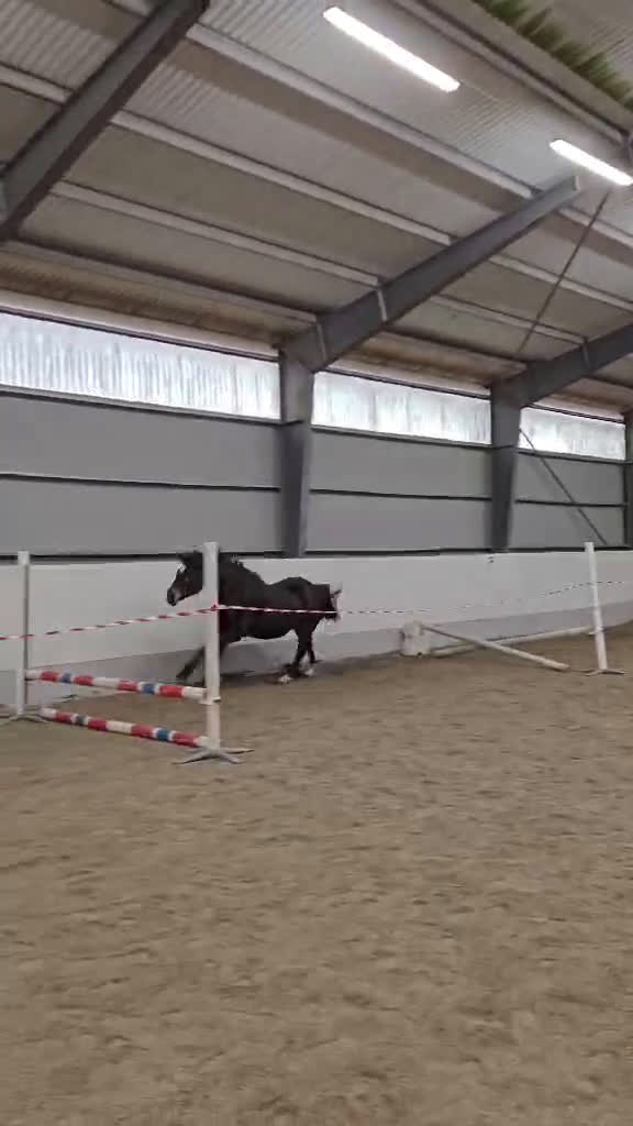 Allround hästar till salu: 4-åring för valfri disciplin ✨️ - Video 1