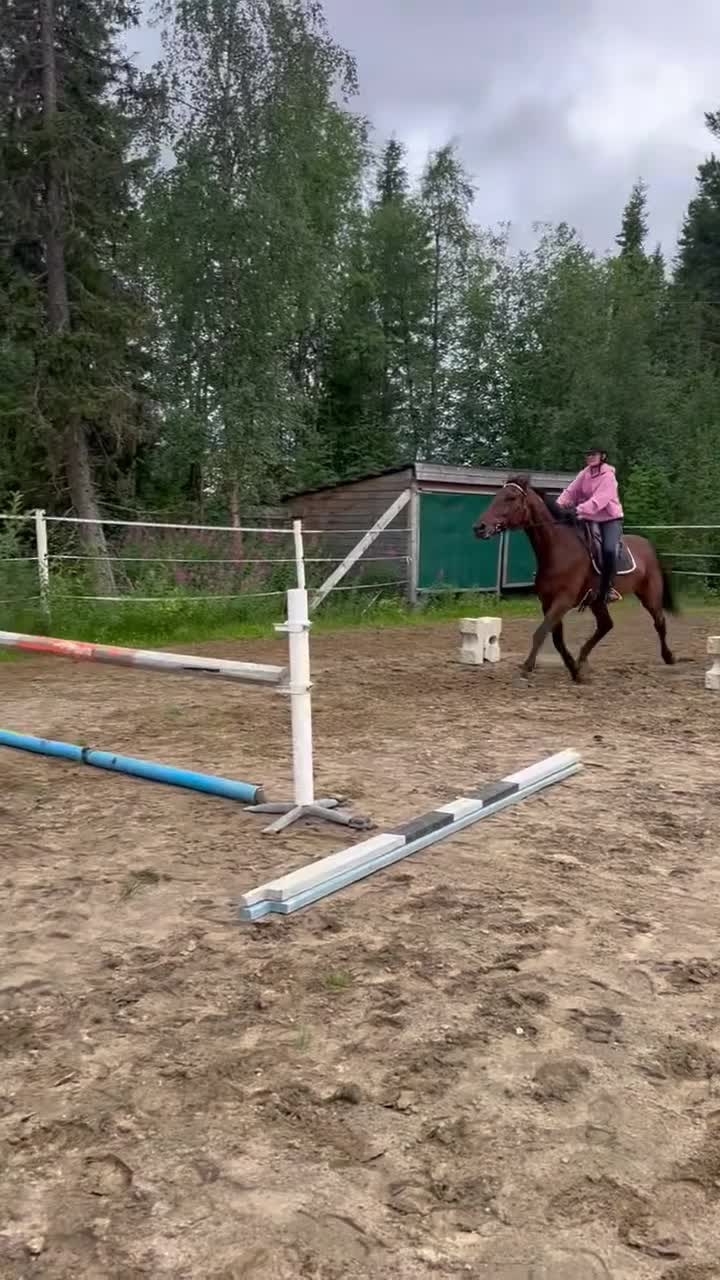 Allround hästar till salu: Världens finaste kille - Video 2