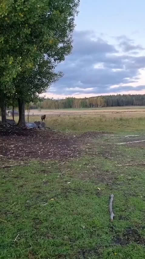 Allround hästar till salu: Am. curly-baskjir, valack i Lövånger - Video 2