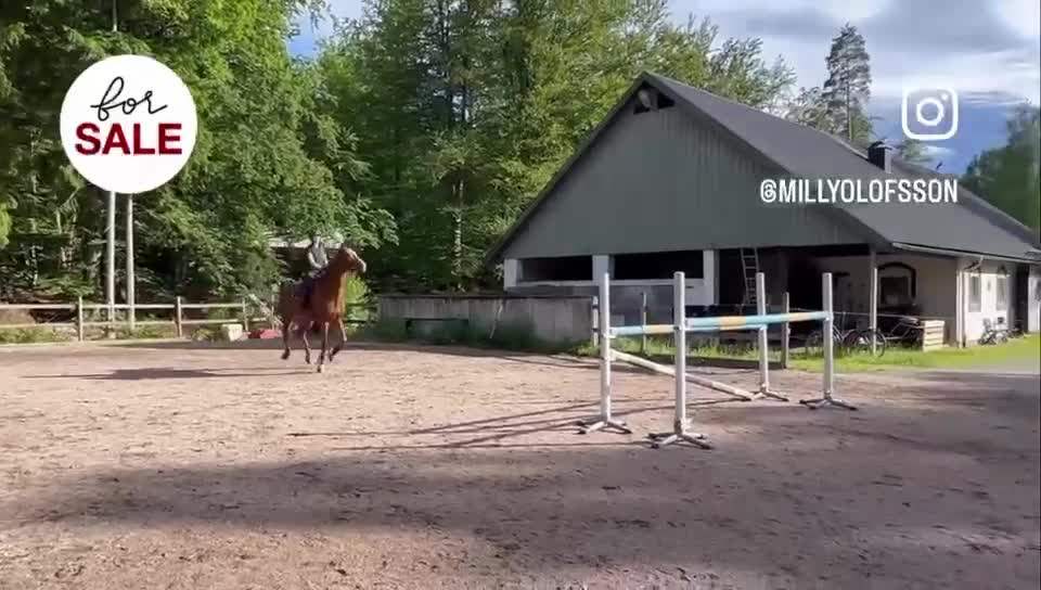 Hoppning hästar till salu: Fin Valack med mycket potential  i Karlskrona - Video 1