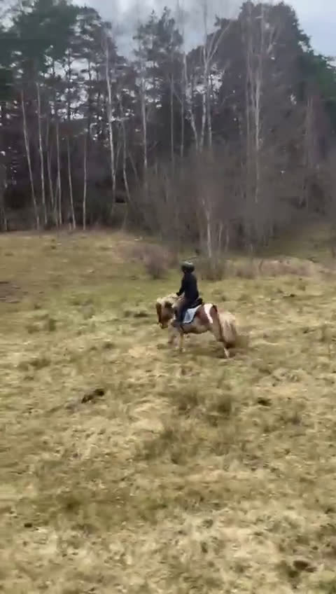 Allround hästar till salu: Fantastisk a-ponny i Ytterby - Video 2