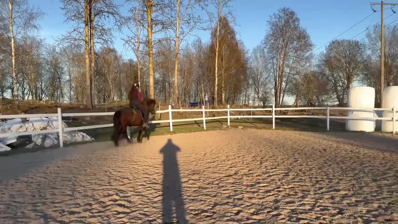 Island hästar till salu: 🌺 Lättväxlad, snäll valack 🌺 - Video 1