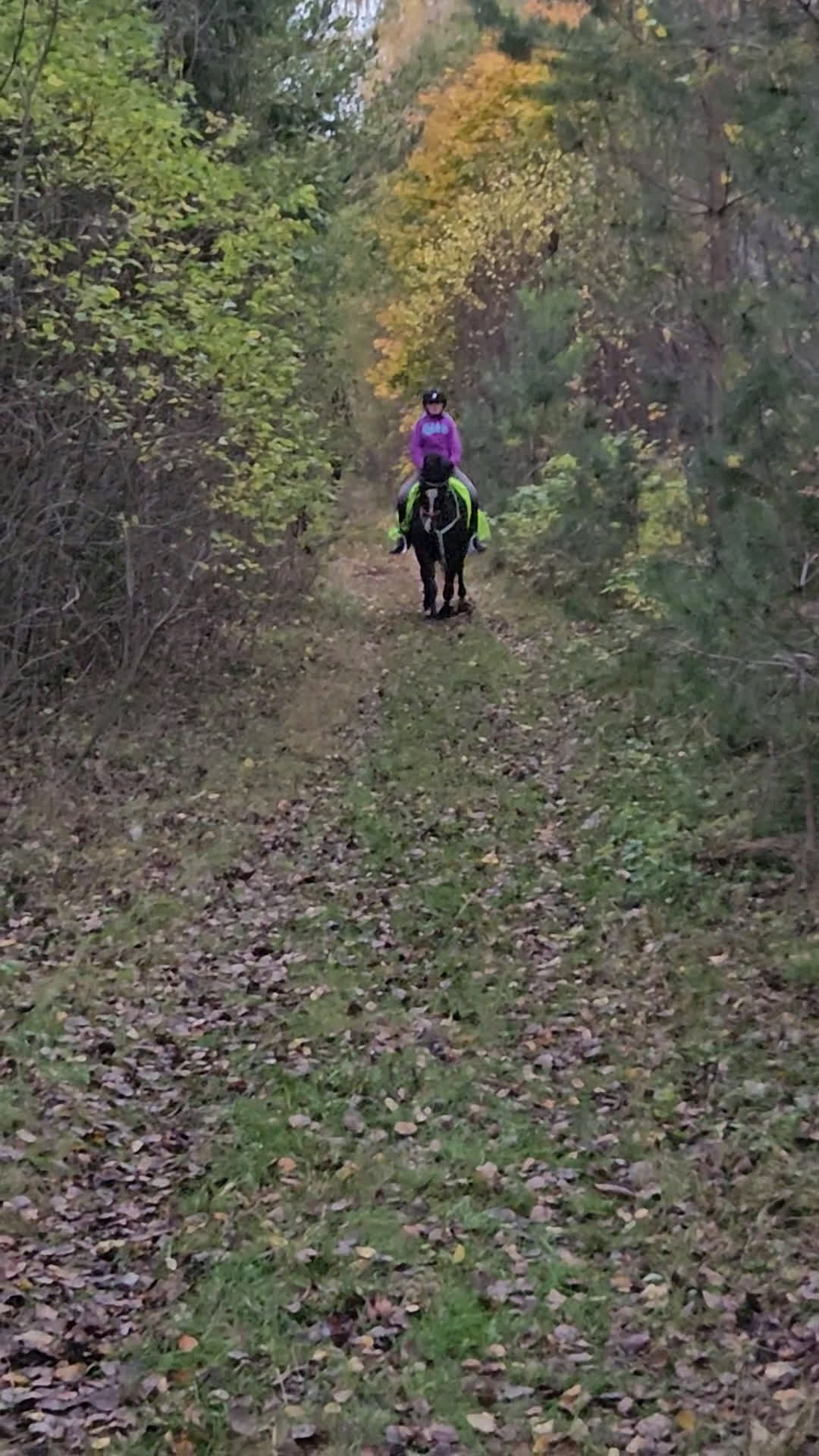 Dressyr hästar till salu: B-ponny med stor potential ⭐️ - Video 3