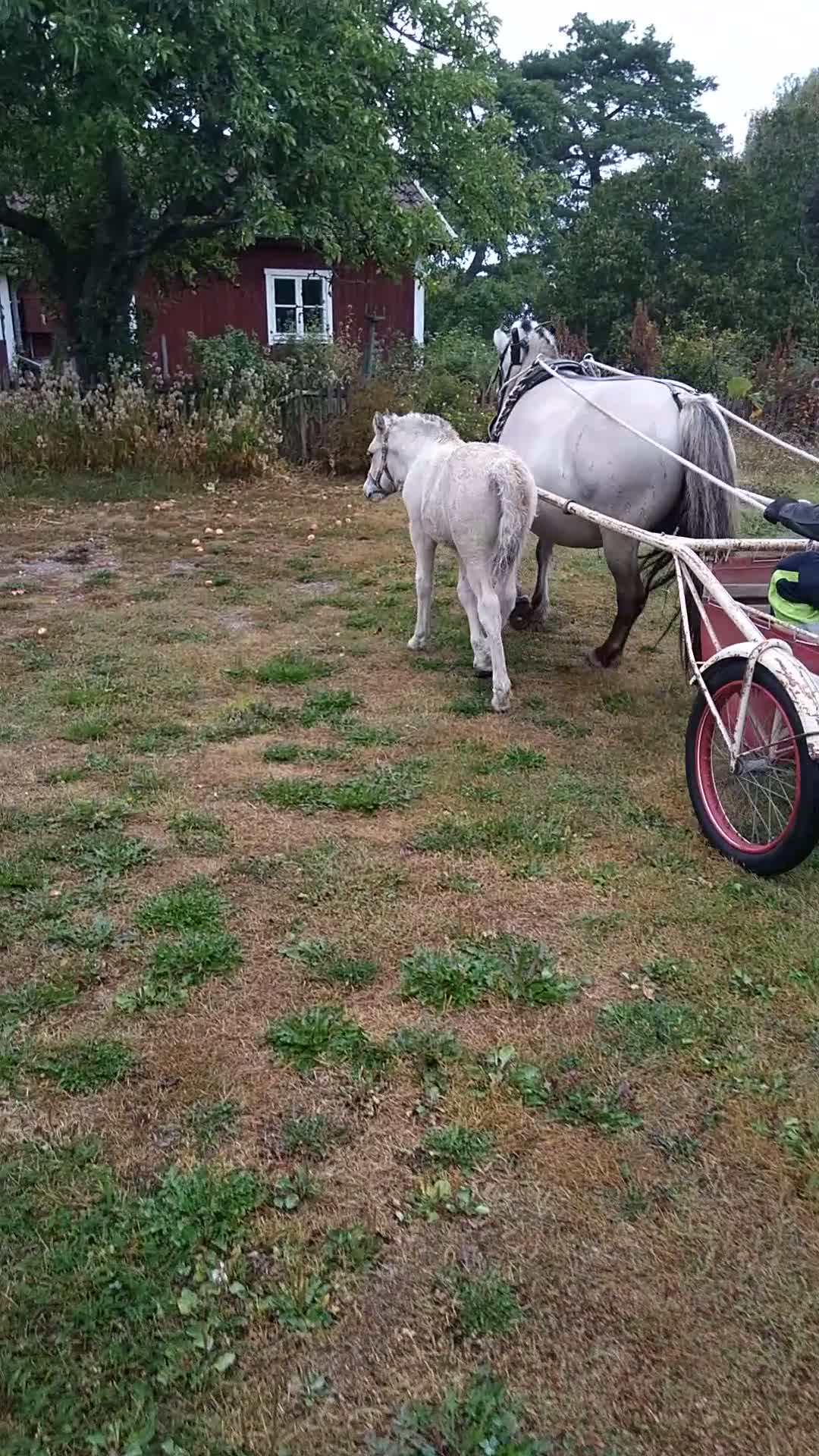 Allround hästar till salu: Hingstföl - Video 2