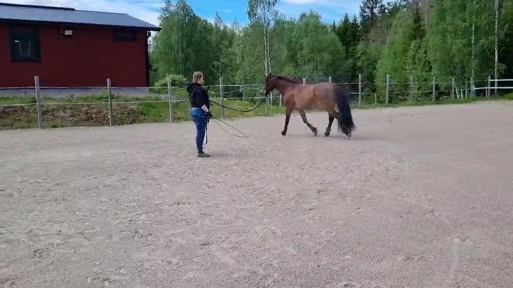 Allround hästar till salu: Lovande allround häst - Video 4
