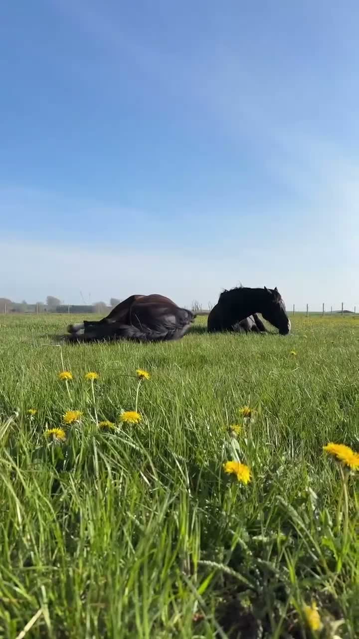 Dressyr hästar till salu: Projekt, Bästa vän ♥️  - Video 1